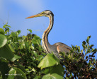 vidal-purple-heron-3