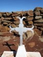 Schuinshoogte Military Cemetery (East) - Anglo Boer War (1899 -1900) - Grave 4865  Pte H Sylvester - 1st Devons - died 18 Dec 1899 (2)
