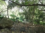 scottburgh-shakas-spring-t-c-robinson-reserve-off-r102-s-30-16-869-e-30-45-203-elev-12m-4