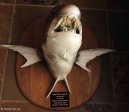 Shelly Beach Ski Boat Club - Memorabilia (1)