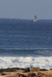 Scottburgh-whales-4
