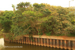 Scottburgh - Mpandinyoni River Bridges (15)