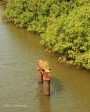 Umzinto River old bridge piles (2)