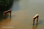 Umzinto River old bridge piles (3)