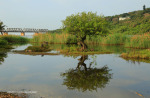 Illovo River Rail Bridge - view from R103 (4)