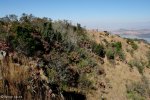 spionkop-outlook-towards-tugela-7