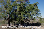 Spionkop-Spearmans-No-4-Stationary-Field-Hospital-General-Views-5