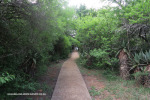 Spionkop-Mount-Alice-Monument-approach-to-summit-3