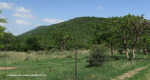 Spionkop-Mount-Alice-from-Woodlands-farm