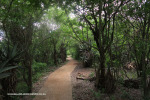 Spionkop-approach-to-Mount-Alice-summit