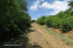 The-road-up-to-Mount-Alice-Spionkop-south-approach-10