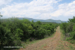 The-road-up-to-Mount-Alice-Spionkop-south-approach-12