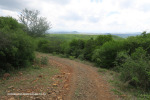 The-road-up-to-Mount-Alice-Spionkop-south-approach-8