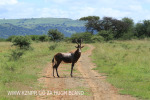Spionkop Nature Reserve Blesbok