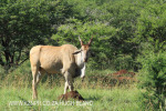 Spionkop Nature Reserve Eland (4)