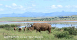 Spionkop Nature Reserve White Rhino (13)