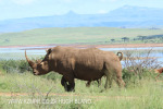 Spionkop Nature Reserve White Rhino (7)