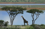 Spionkop Nature Reserve dam giraffe (1)
