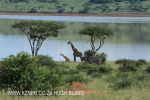 Spionkop Nature Reserve dam giraffe (5)