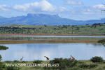 Spionkop Nature Reserve dam giraffe (7)