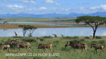 Spionkop Nature Reserve dam views zebraJPG (1)