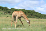 Spionkop Nature Reserve giraffe (13)