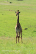 Spionkop Nature Reserve giraffe (14)