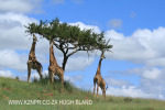 Spionkop Nature Reserve giraffe (24)