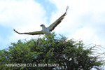 Spionkop Nature Reserve raptors (11)