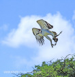 Spionkop Nature Reserve raptors (13)