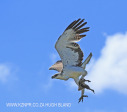 Spionkop Nature Reserve raptors (14)