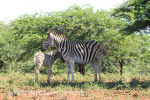 Spionkop Nature Reserve zebra (2)
