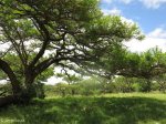 spionkop-spearmans-no-4-stationary-field-hospital-general-views-1