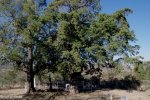 spionkop-spearmans-no-4-stationary-field-hospital-general-views-5