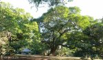 Stainbank Nature Reserve -  gardens (11)