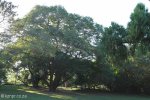 Stainbank Nature Reserve -  gardens (4)