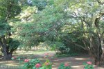 Stainbank Nature Reserve -  gardens (7)