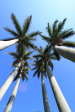 Stanger - Queen of the Holy Rosary Catholic Church -  Palms - Cnr Russell & Curtiss - S 29.20.450 E 31.17 (24)