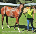 Summerhill Stud - Erica Goss stables (8)