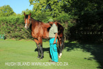 Summerhill Stud Stallion (21)