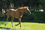 Summerhill Stud Stallion (7)