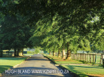 Summerhill Stud paddocks and driveways (4)