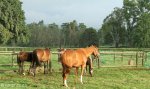 summerhill-paddocks-horses-7