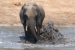 TEMBE ELEPHANT PARK