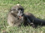 tendele-baboons-21