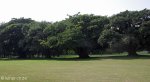 tongaat-maidstone-golf-club-s-29-32-667-e-31-07-957-elev-44m-2