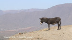Tugela valley views (2)