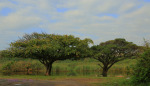 Illovo River Picnic site - S 30.06.396 E 30.50 (4)