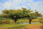 Illovo River Picnic site - S 30.06.396 E 30.50 (5)