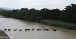 black-umfolozi-river-crossing-s-28-05-51-e-31-32-50-elev-221m-11